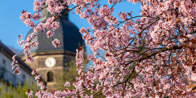 AdobeStock-Frühling in Bad Schandau