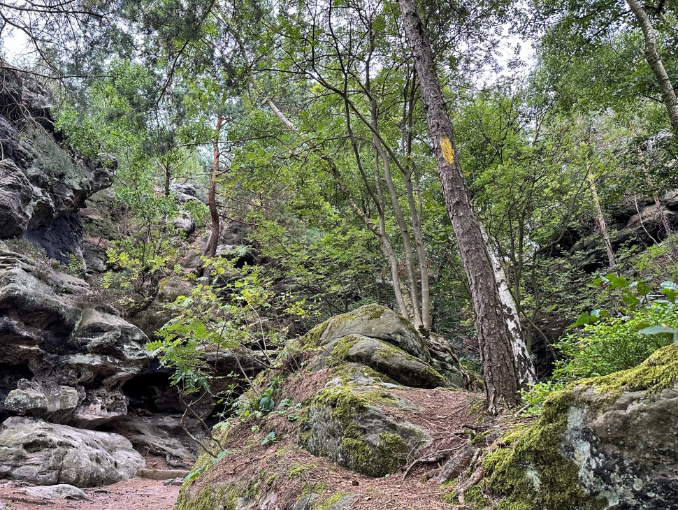 Unterwegs auf dem Forststeig Elbsandstein