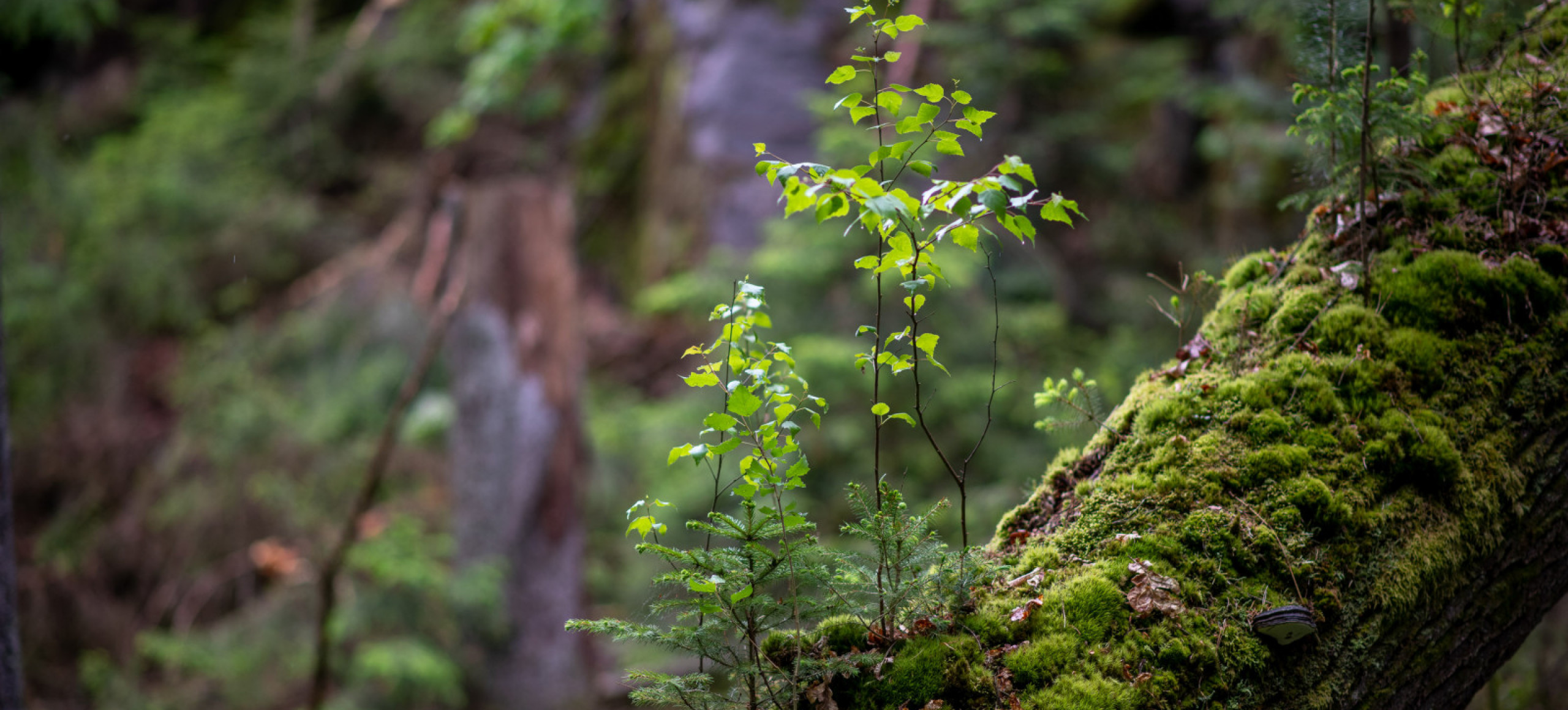 Neuer Urwald im Kleinen Zschand