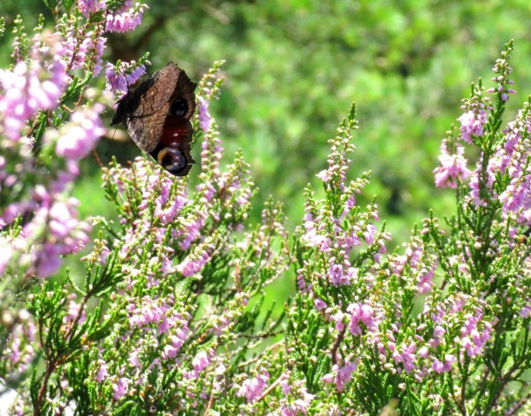 Botanischer Garten