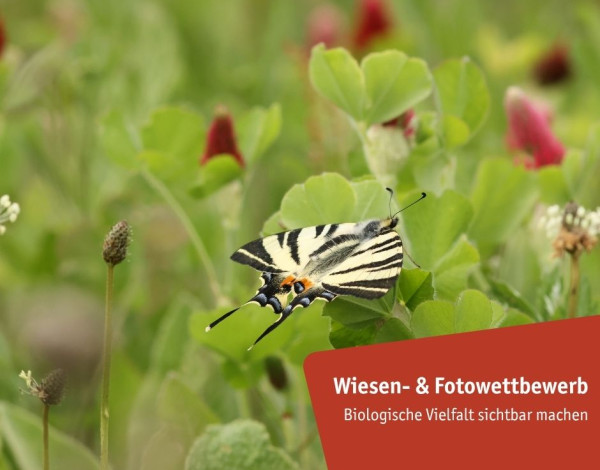 Wiesen- und Fotowettbewerb